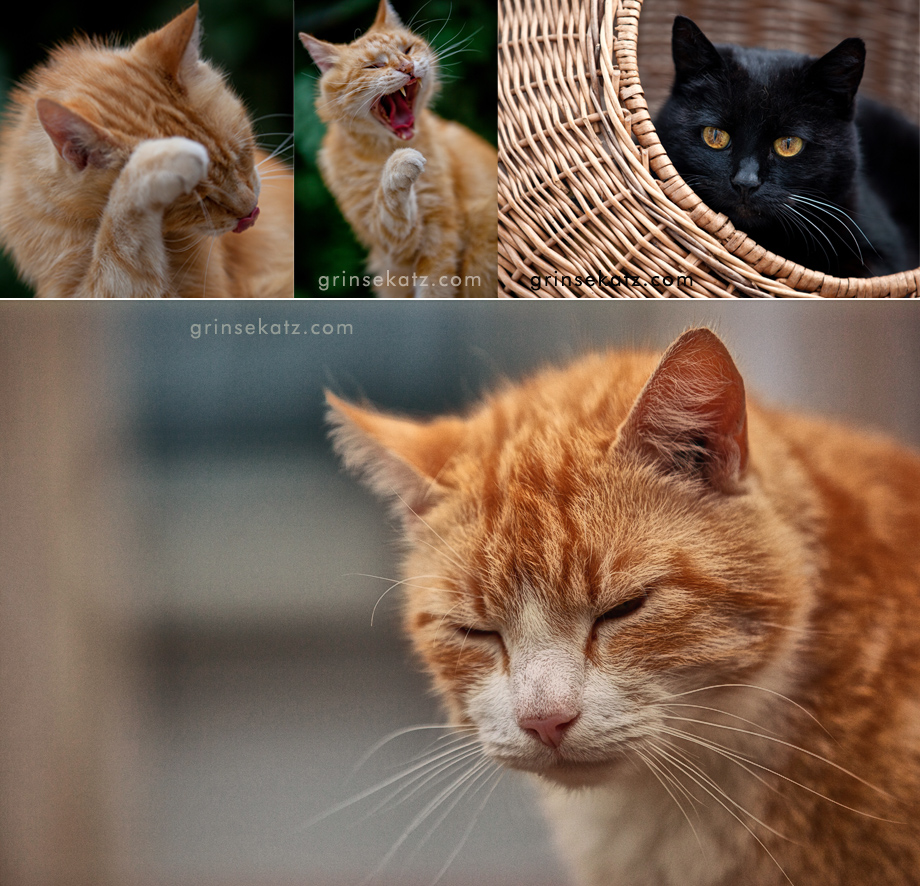 Fotostudio-Katzenfotos-Grinsekatz-Oberhavel-Gransee