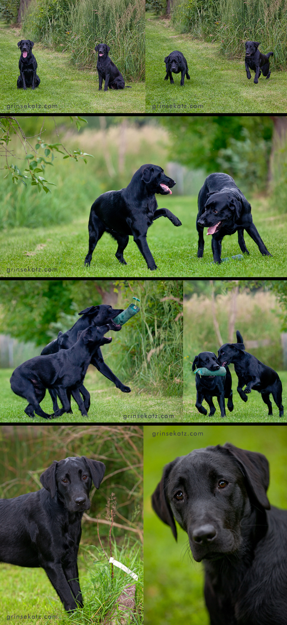 hundefotos-hundeportrait-berlin-uckermark-tierfotograf